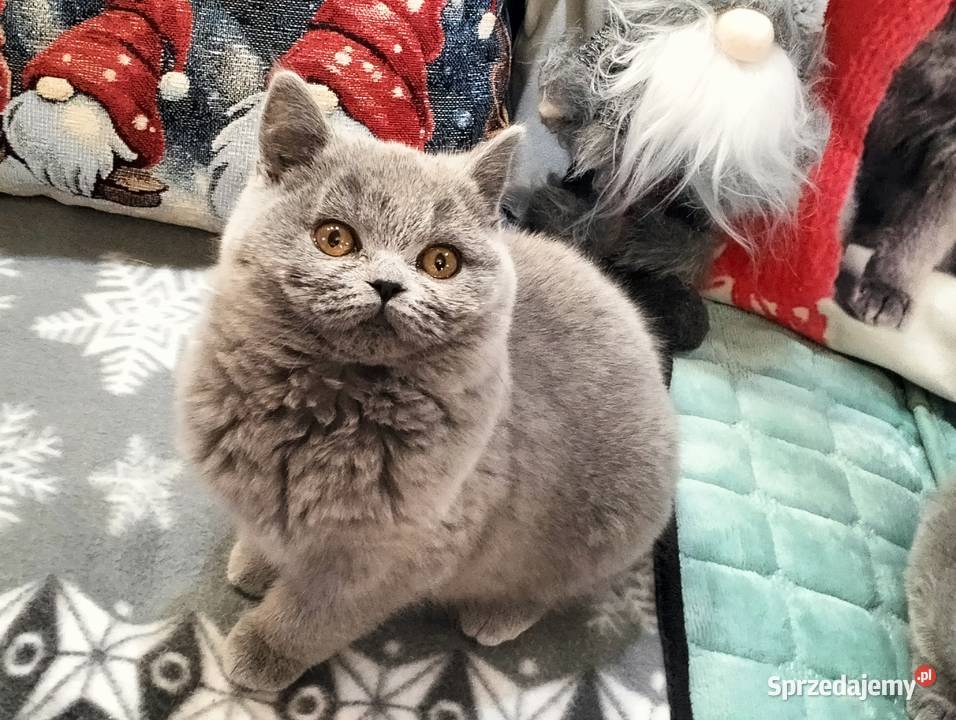 Śliczna koteczka Rodowód Międzynarodowy Łódź