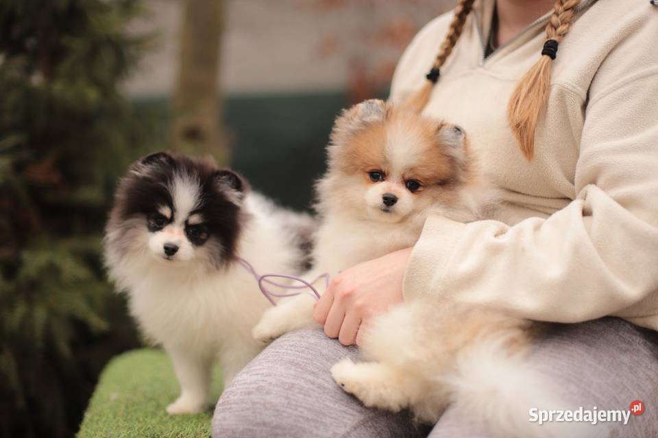 Szpice miniaturowe Gostynin