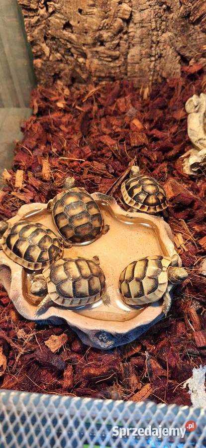 Żółw lądowy obrzeżony Wołomin