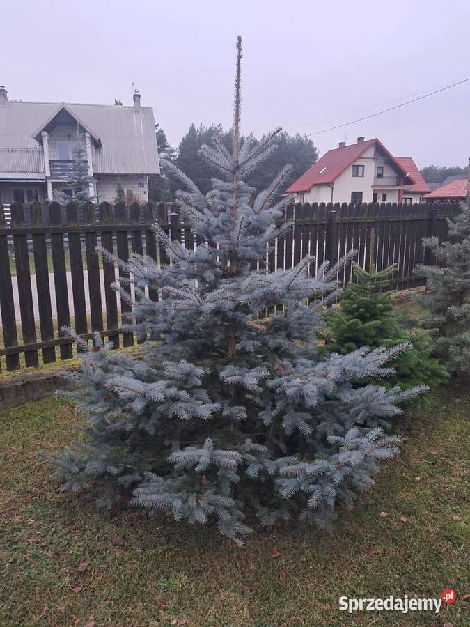 Choinki mazowieckie Garwolin