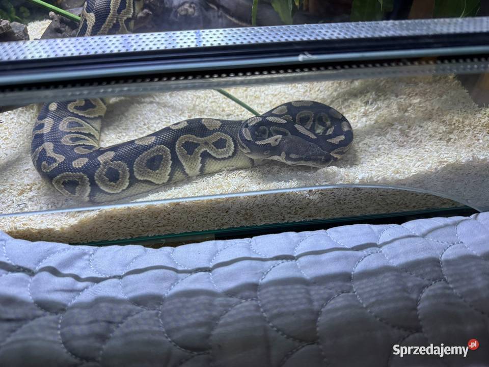 Sprzedam pytona królewskiego samca pół roczny Gady i płazy Świdnica