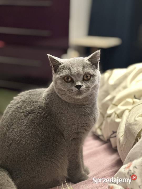 Kotka Brytyjska Niebieska Krótkowłosa Brytyjski małopolskie Tarnów