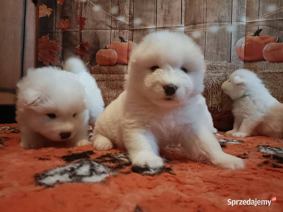Rasowe szczeniaki samoyed Bukowno