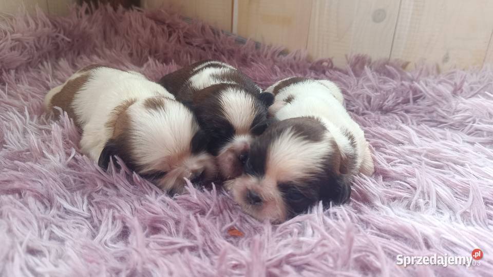 Szczeniaki shih tzu Tarnów sprzedam