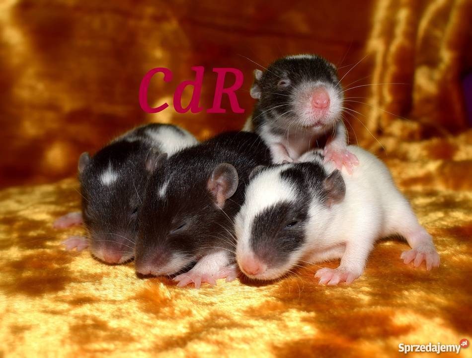 Szczury szczurki szczur dumbo dumbo rex Wrocław