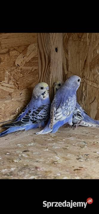 Papugi faliste tęczowe śląskie Sośnicowice