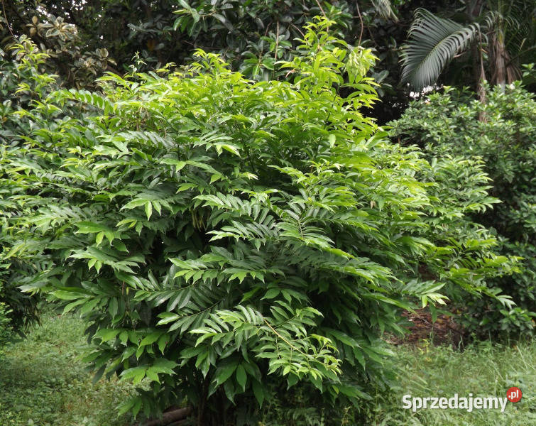  Bhandari  Artabotrys hexapetalus NASIONA 100g Nasiona Lubanie