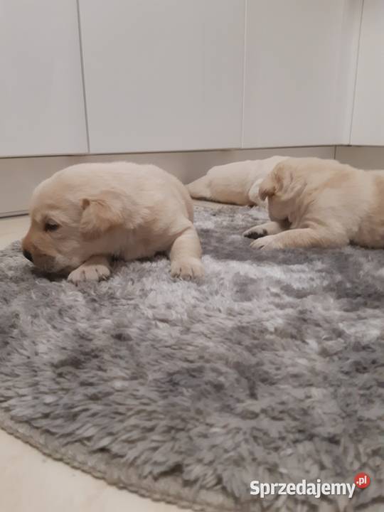 Labrador Milejowice
