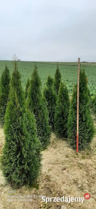 Tuje 160200 sprzedam