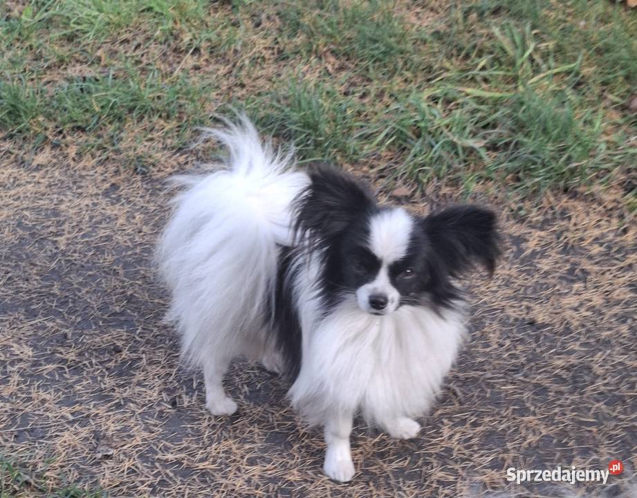 Spaniel kontynentalny Papilon łódzkie Łask