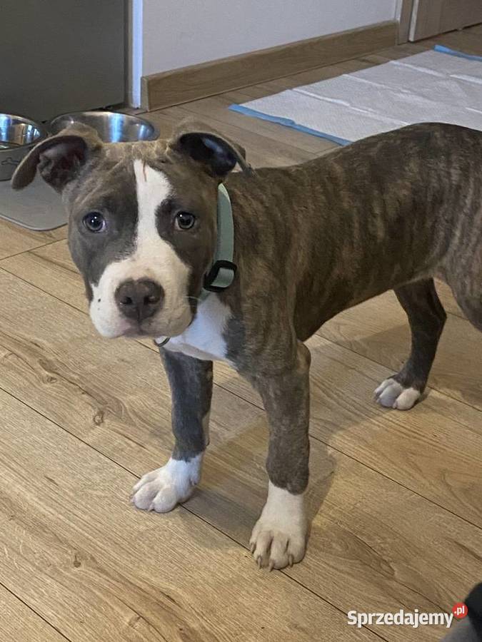American Staffordshire Terrier sprzedam