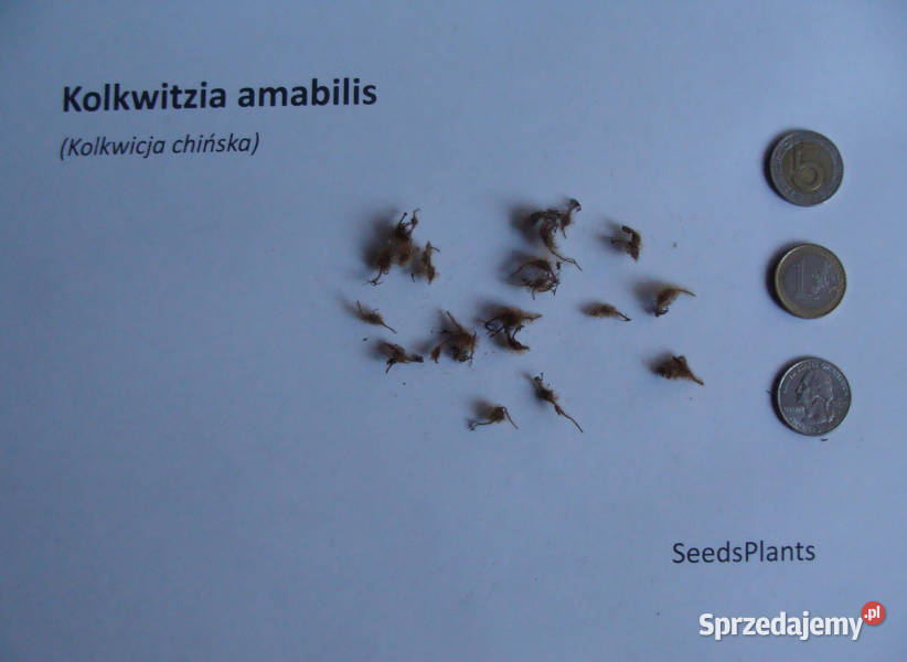 KOLKWICJA CHIŃSKA Kolkwitzia amabilis NASIONA kujawsko-pomorskie Lubanie
