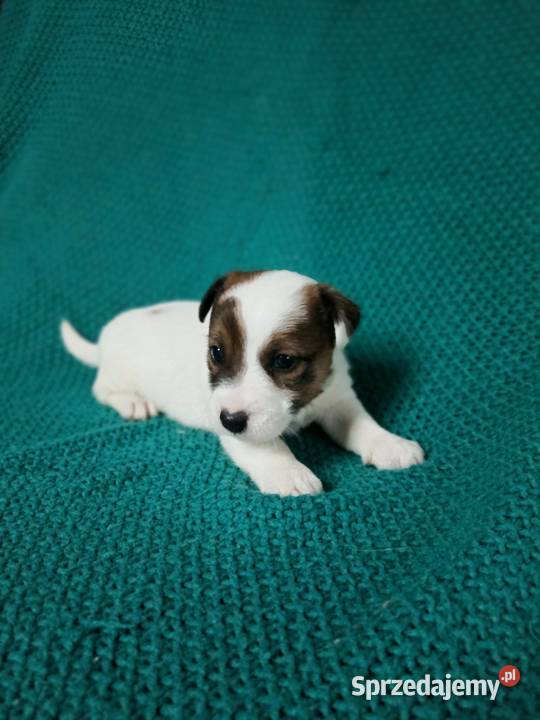 Wzorcowy Jack Russell gładki piękny exterrier Krapkowice