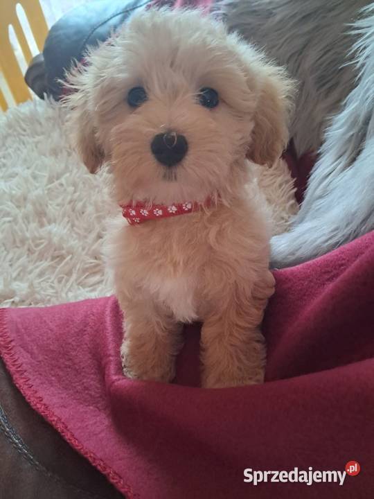 Maltipoo piesek mama maltańczyk tata pudel toy świętokrzyskie Busko-Zdrój