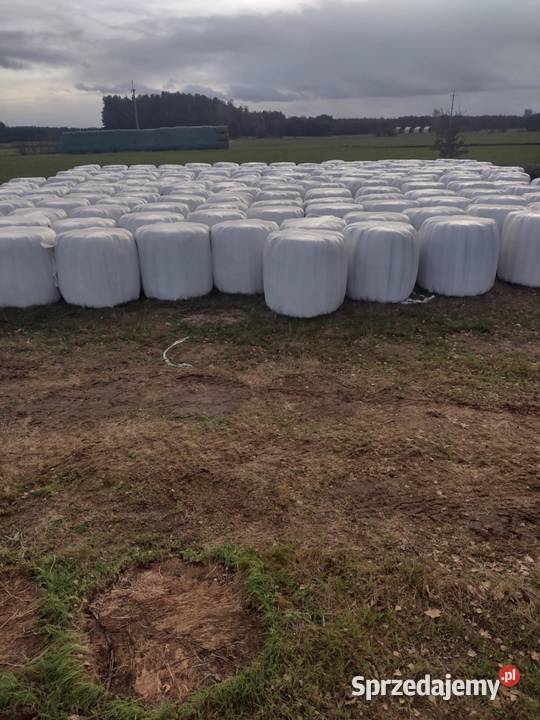 Sianokiszonka Czersk