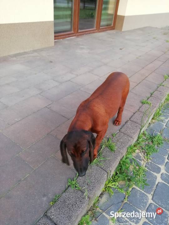 Posokowiec bawarski szczenięta lubelskie