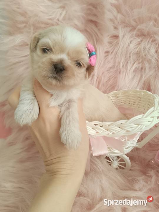 Przepiękna suczka rasy ShihTzu szuka domku Kępno