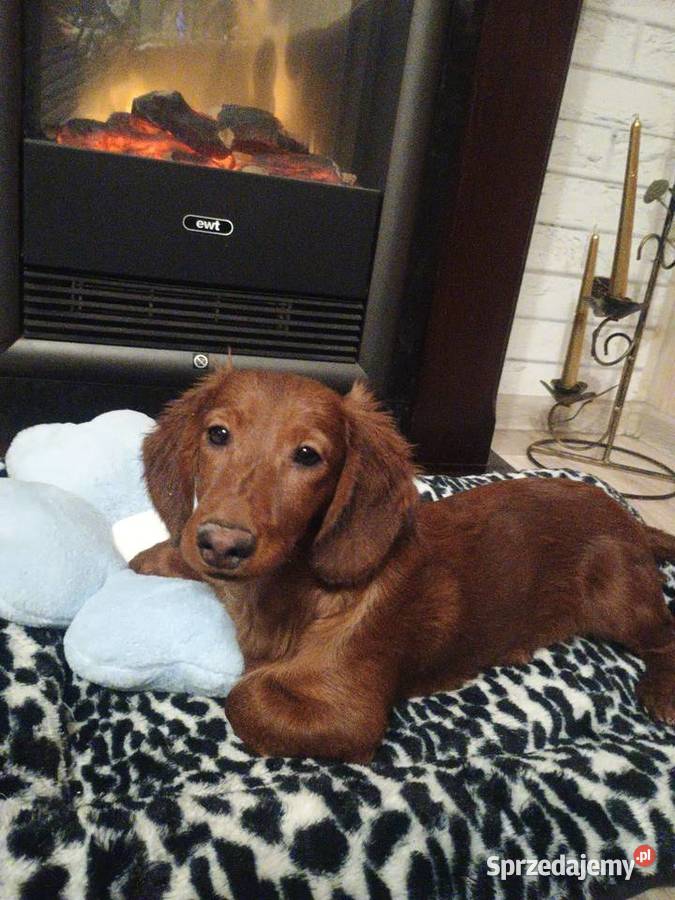 Jamnik długowłosy miniaturowy piesek kujawsko-pomorskie