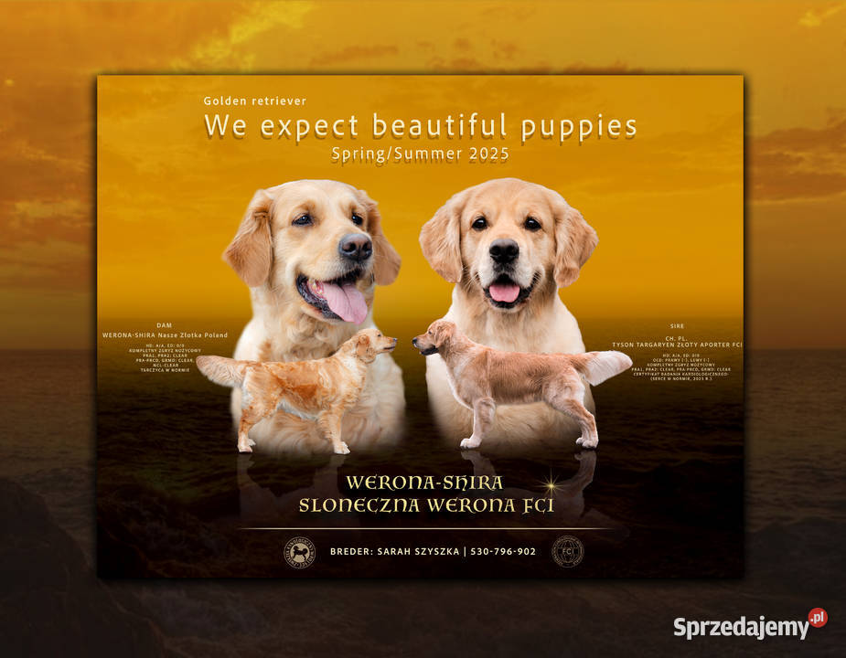 Golden Retriever Zapowiedz miotu Maj 2025 wielkopolskie Siekierki Wielkie