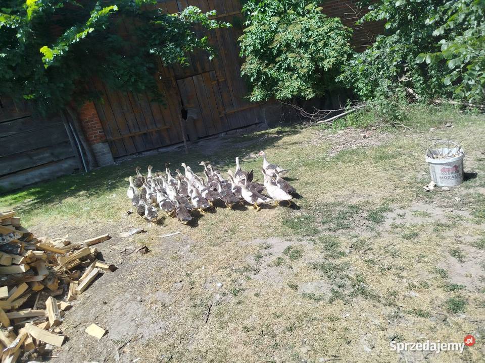 Kaczuszki młode około 100 Kolembrody