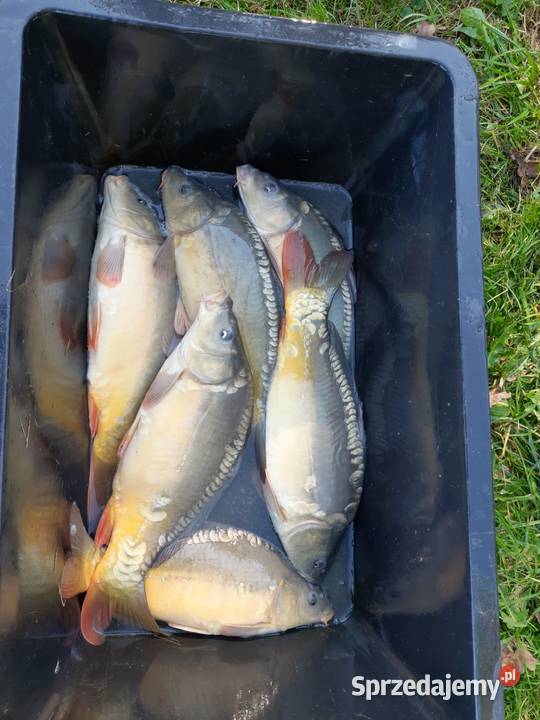 KARP ŻYWY GIERAŁTOWICE Gierałtowice