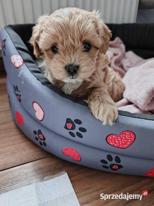Maltipoo pudel maltanczyk Szydłowiec