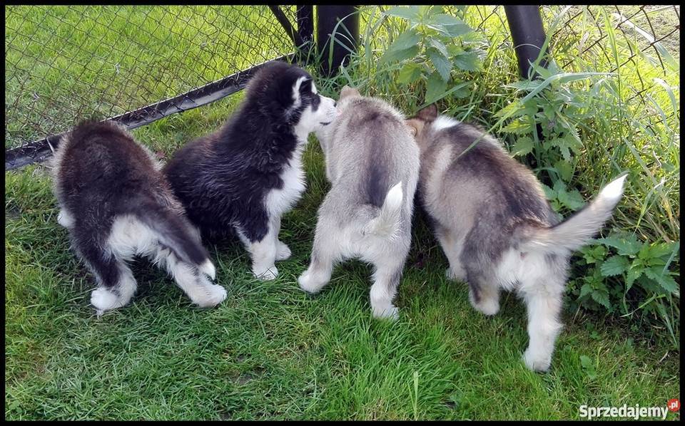 Szczenięta Siberian Husky Psy Bolesławice