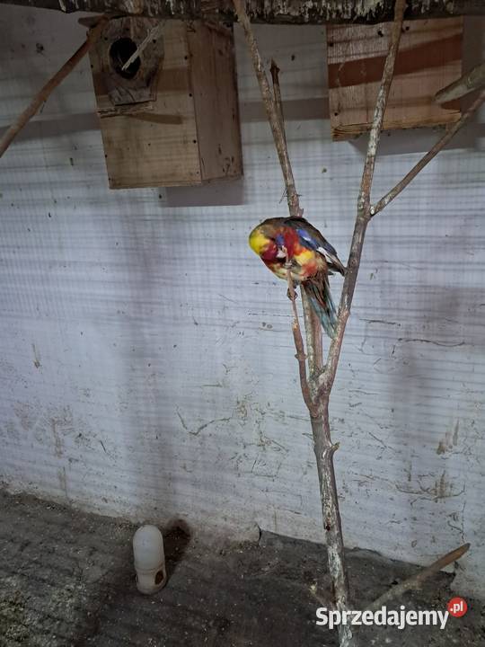 Sprzedam papugi świętokrzyskie Jędrzejów sprzedam