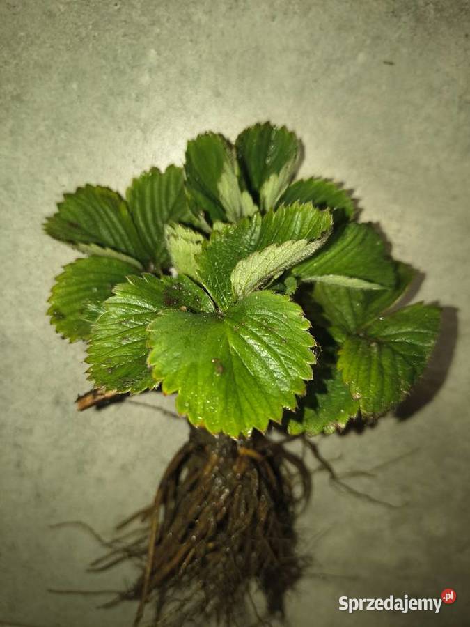 Sadzonki Truskawek 100 Ekologiczna uprawa w śląskie Jaworzno