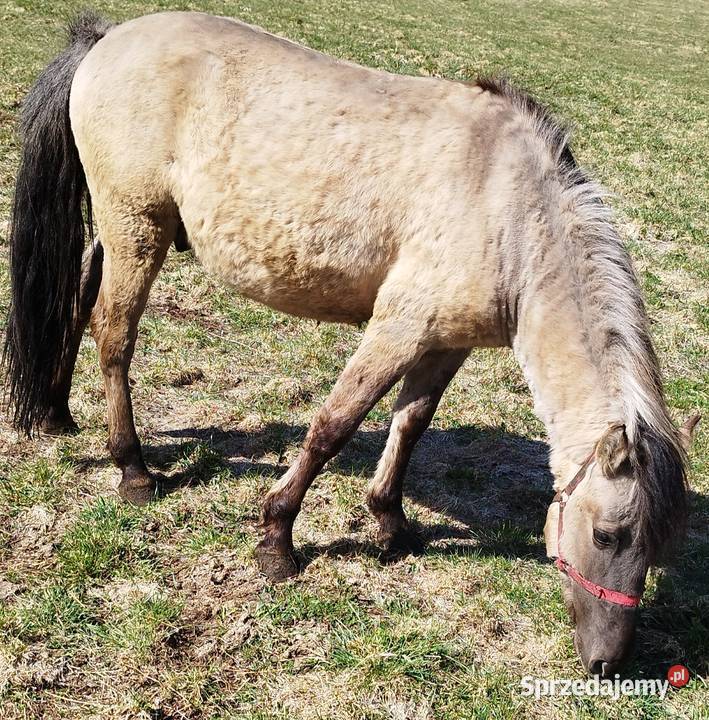 Młody ogier koń polski Banie Mazurskie sprzedam