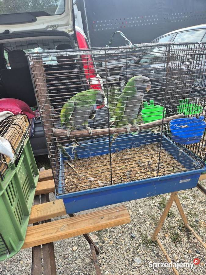 Sprzedam papugi Ptaki dolnośląskie Raków sprzedam