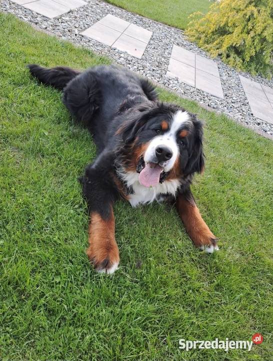 Berneński Pies Pasterski z rodowodem Wieluń sprzedam