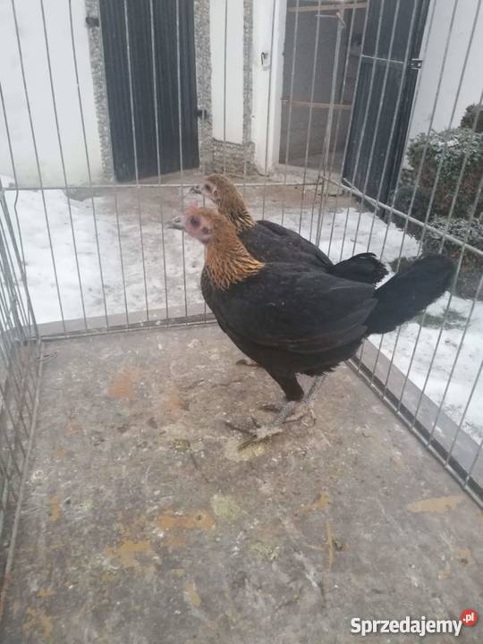 Bojowiec nowoangielski