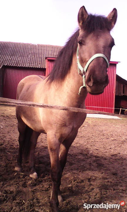 Koń Ogier Konik Polski świętokrzyskie Sobótka