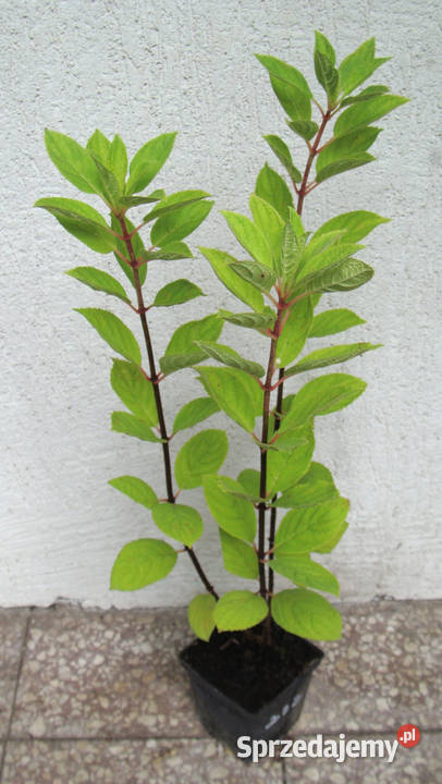 HORTENSJA BUKIETOWA Baby Lace sadzonki w kujawsko-pomorskie Ustronie sprzedam