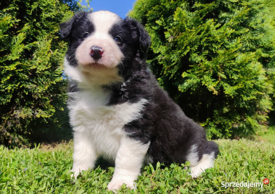 Rasowy pies szczenię Border Collie z Hodowli Iwonicz