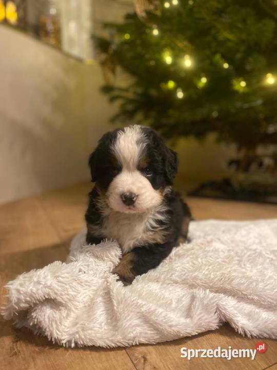 Berneński pies pasterski