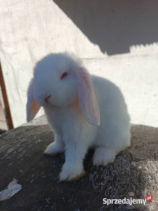 Króliczki Mini Lop Jaśliska