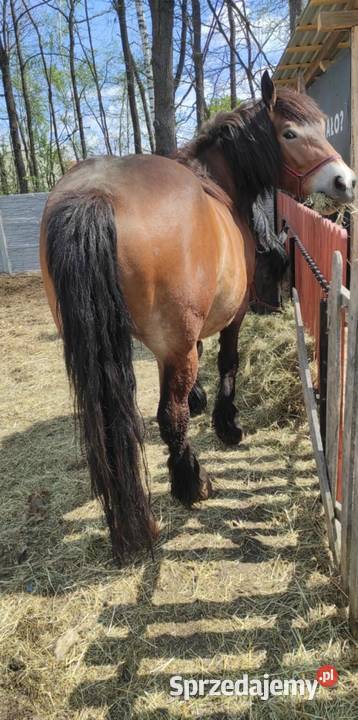 Klacz źrebna 45 letnie Konie podkarpackie Majdan Sieniawski