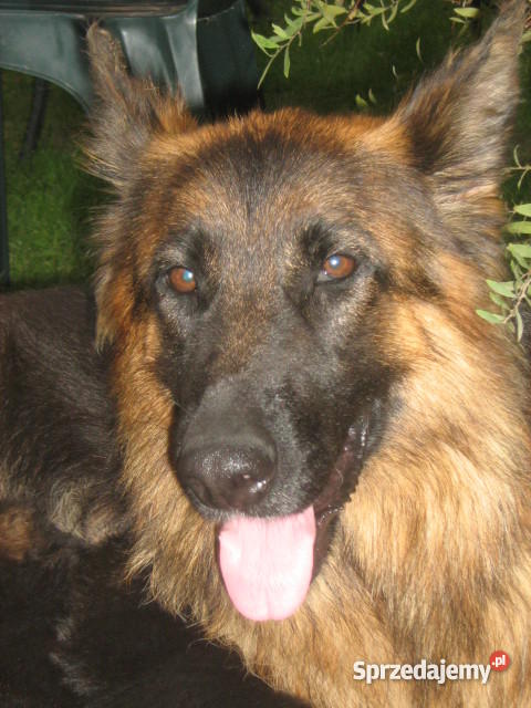 owczarek niemiecki Siedlce