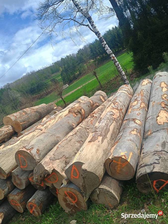 Buk tartaczny średnice 40 w 4m klockach Zakliczyn sprzedam