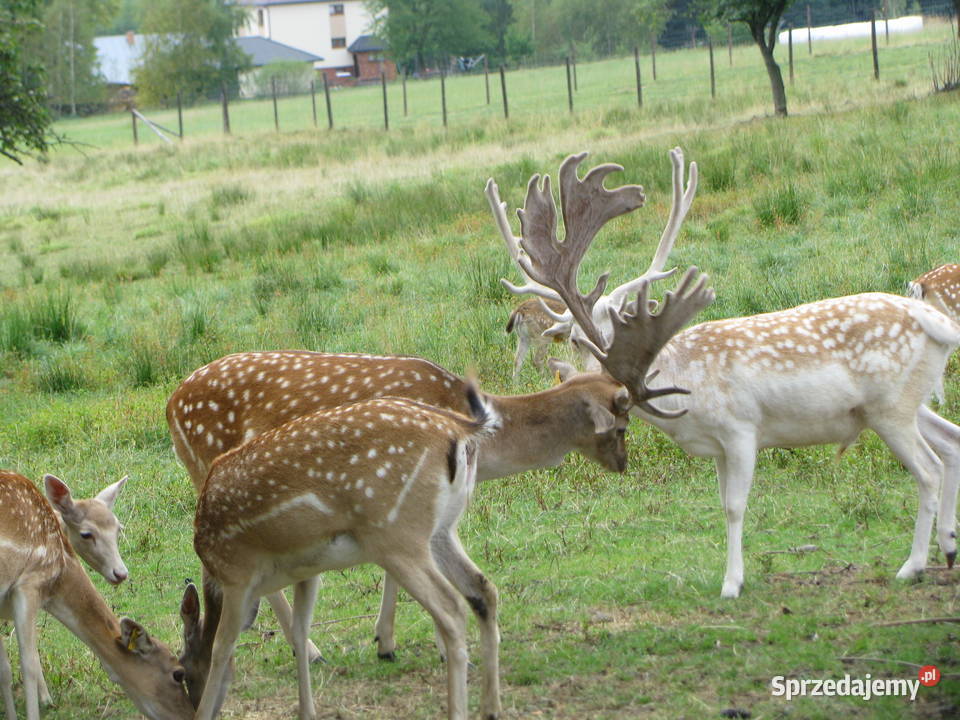 Daniele byki łanie zacielone młode szpicaki Słopnice