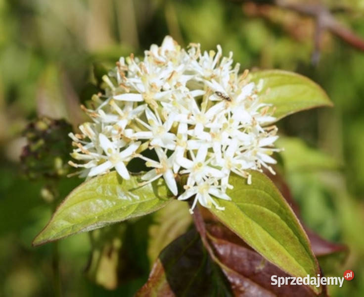 DEREŃ ŚWIDWA Cornus sanguinea NASIONA 150 sztuk kujawsko-pomorskie Lubanie sprzedam