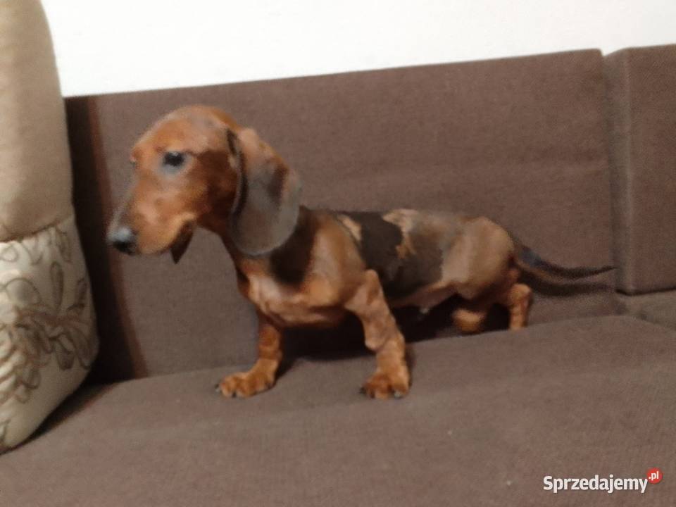 Jamnik merle 4 miesiące mazowieckie Żyrardów