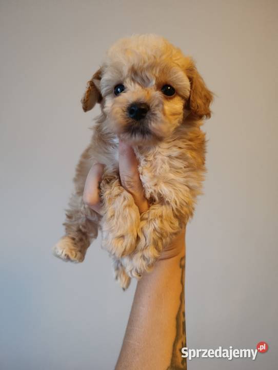 Maltipoo szczeniaki Krapkowice