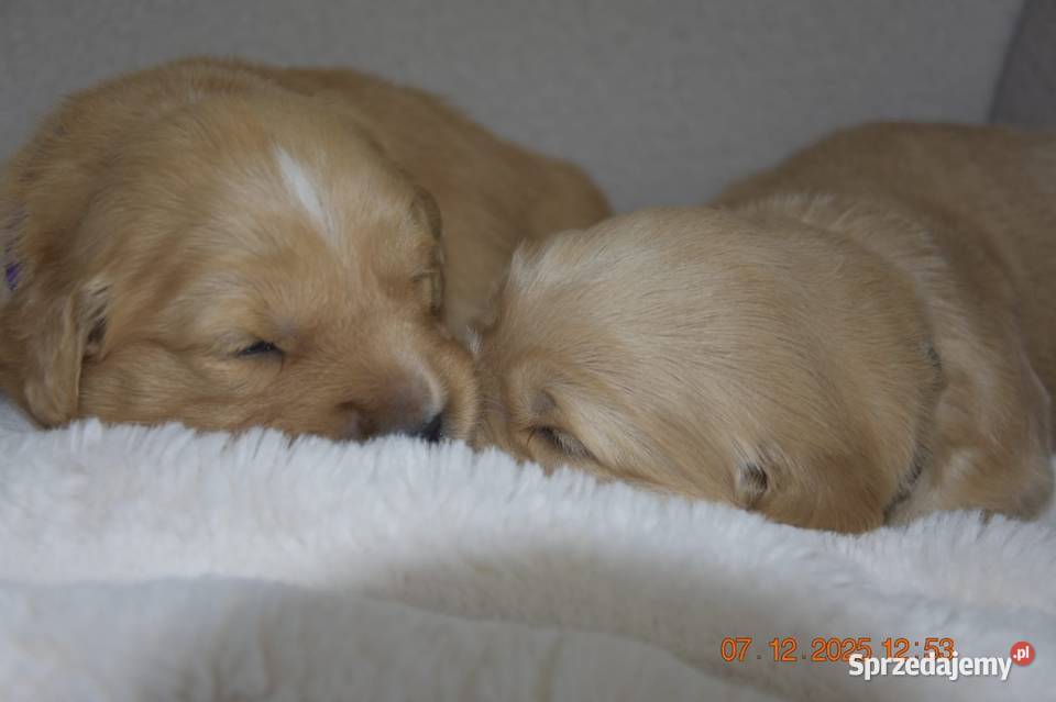 Golden Retriever Ciechowice