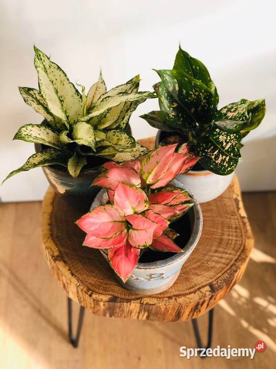 Stolik kawowy dąb loft industrial hairpin legs 8cm