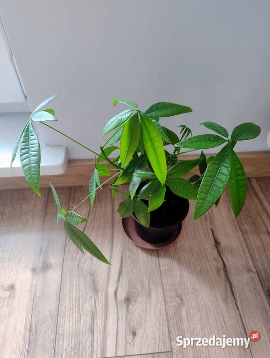 Pachira wodna Pachira aquatica 37 Poznań