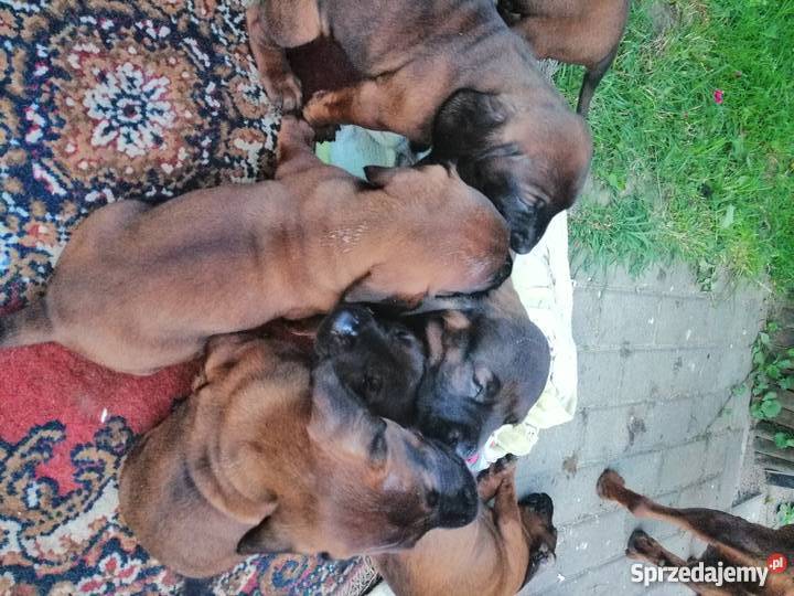 Posokowiec bawarski szczenięta