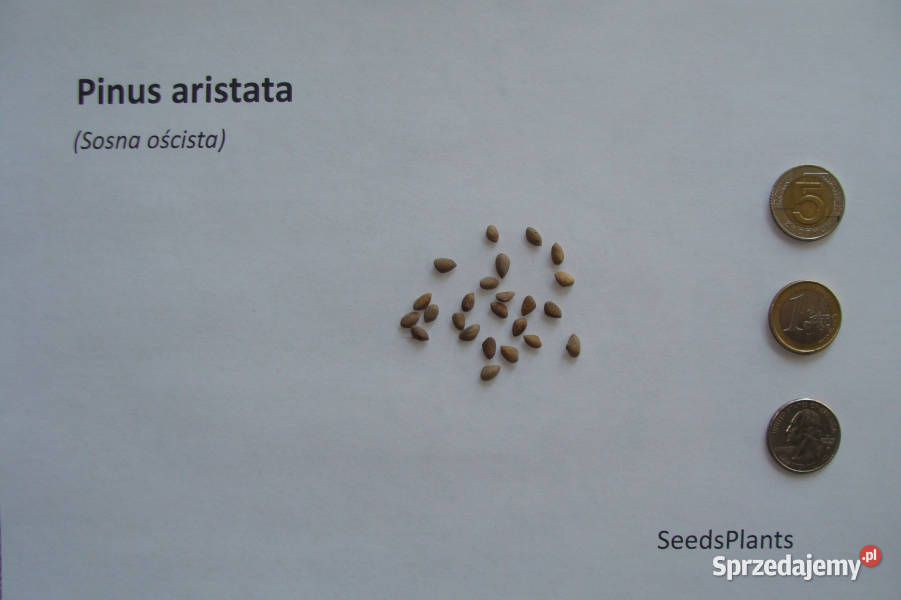 SOSNA OŚCISTA Pinus aristata NASIONA 300 sztuk